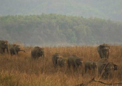 Elephants of Dhikala Grasslands