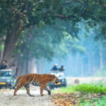 Tiger sighting of our guests
