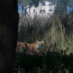 Tiger Sighting at Dhikala