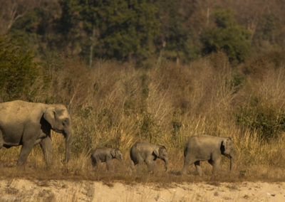 Elephants walking in Dhikala